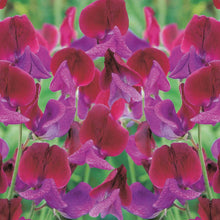 Sweet Pea Cupani