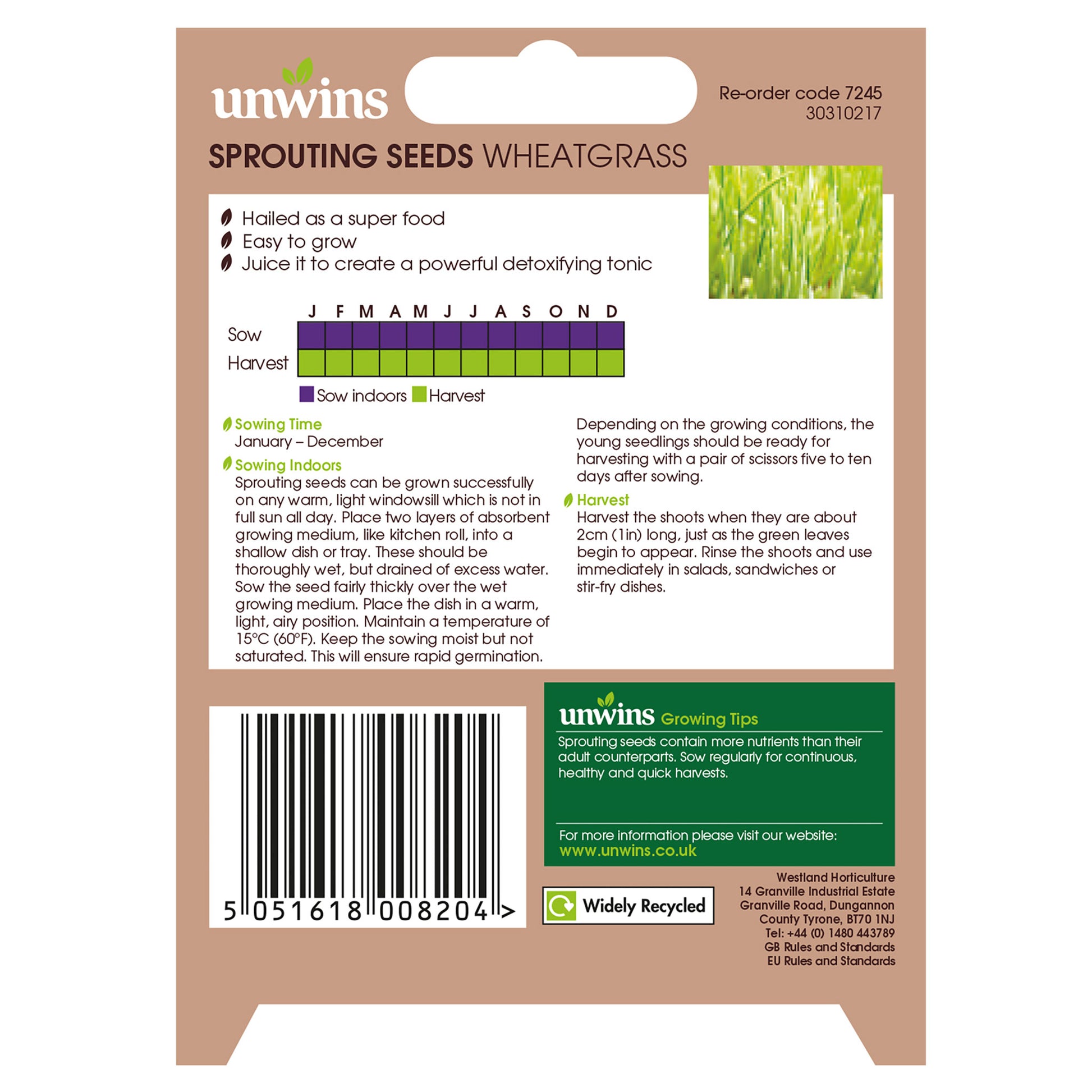 Sprouting Seeds Wheatgrass