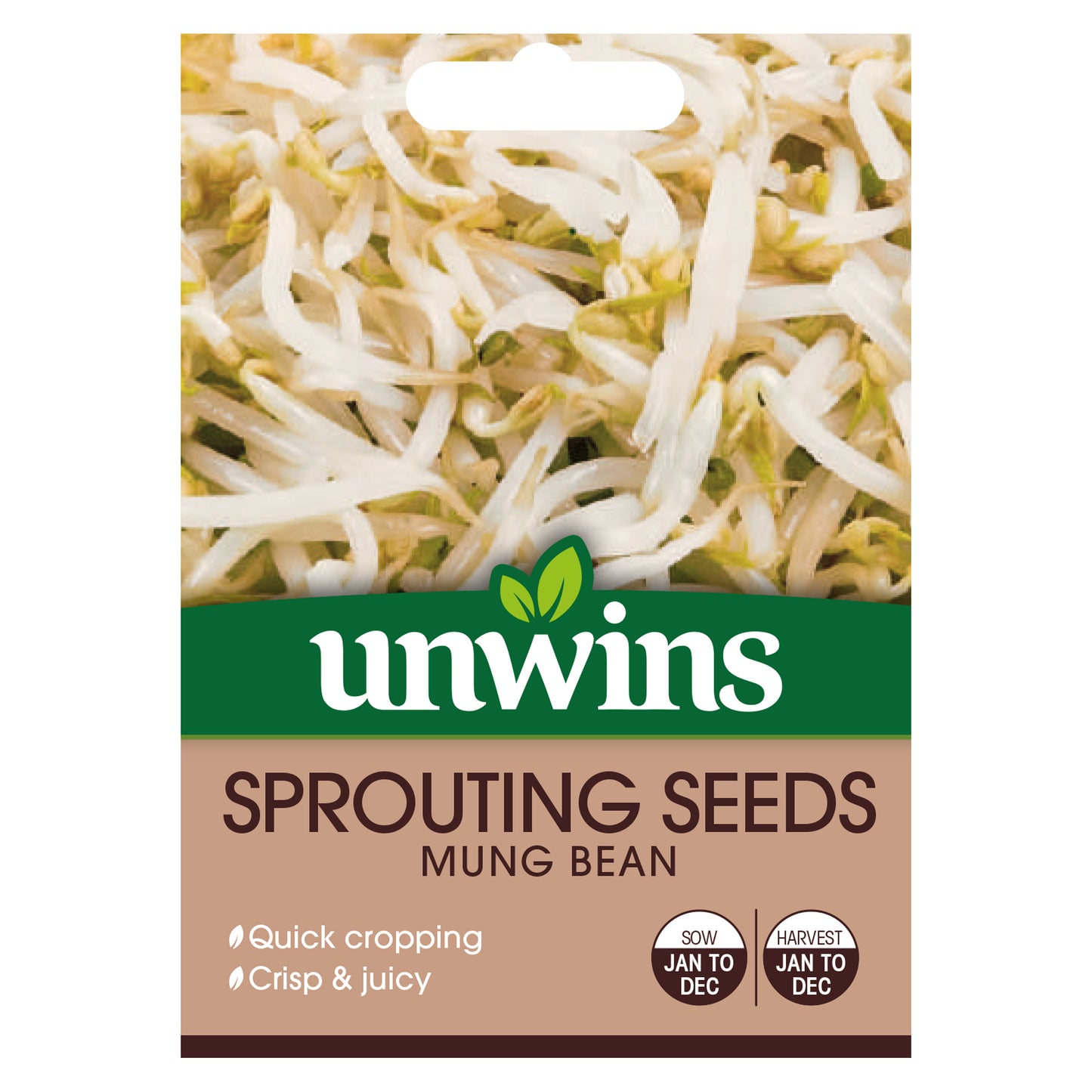 Sprouting Seeds Mung Bean