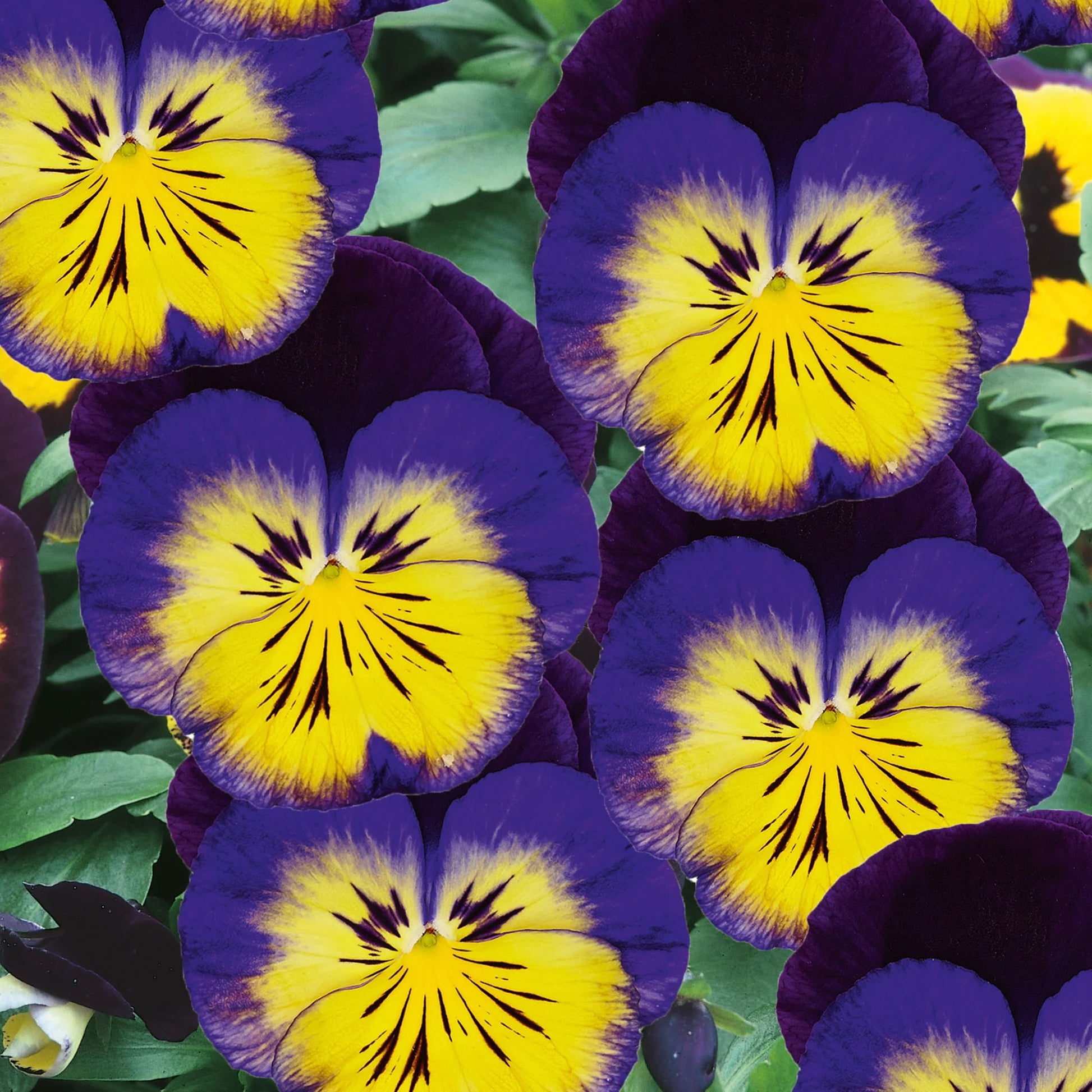 Viola Carneval Midnight Glow F1