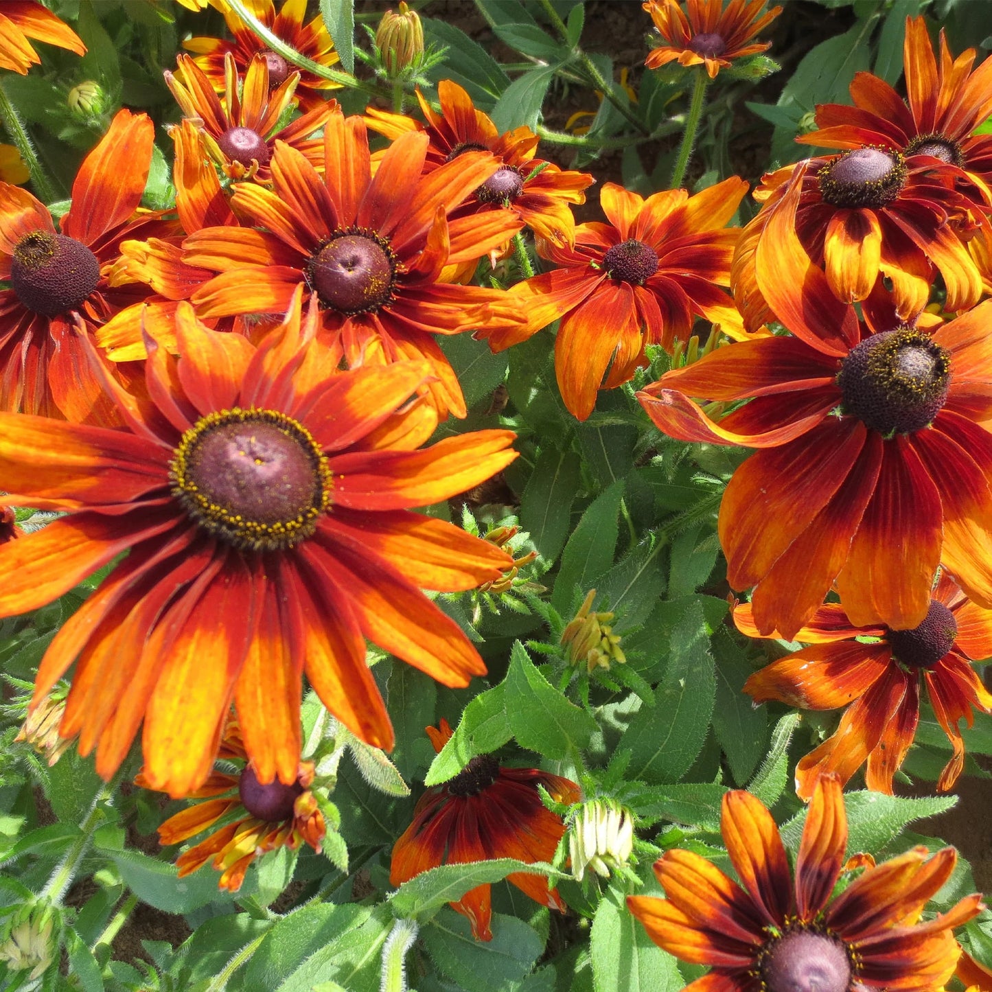 Rudbeckia Cappuccino