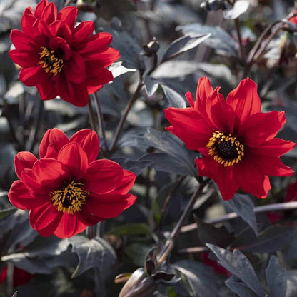 Dahlia Pinnata Black Forest Ruby