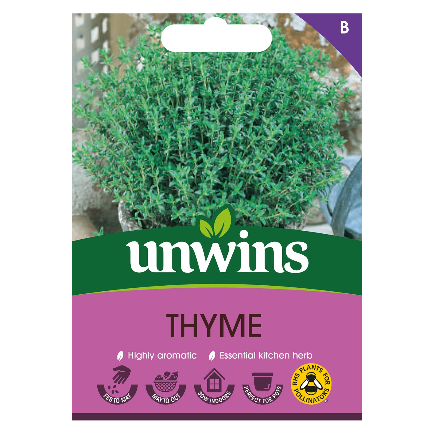 Herb Thyme