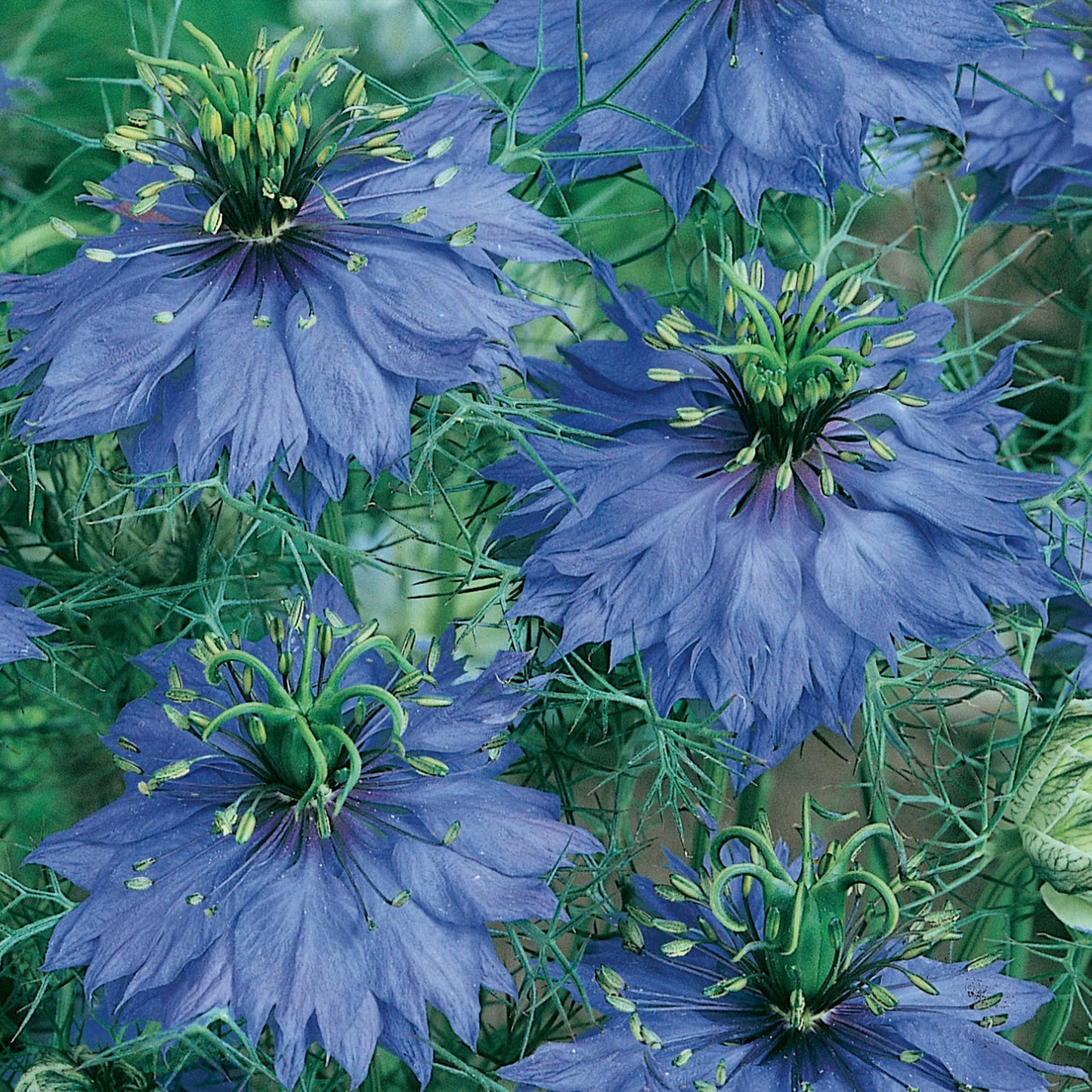 Love In A Mist Miss Jekyll