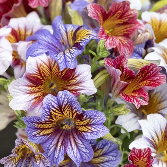 Salpiglossis Tora Staring Eyes