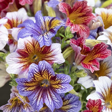 Salpiglossis Tora Staring Eyes