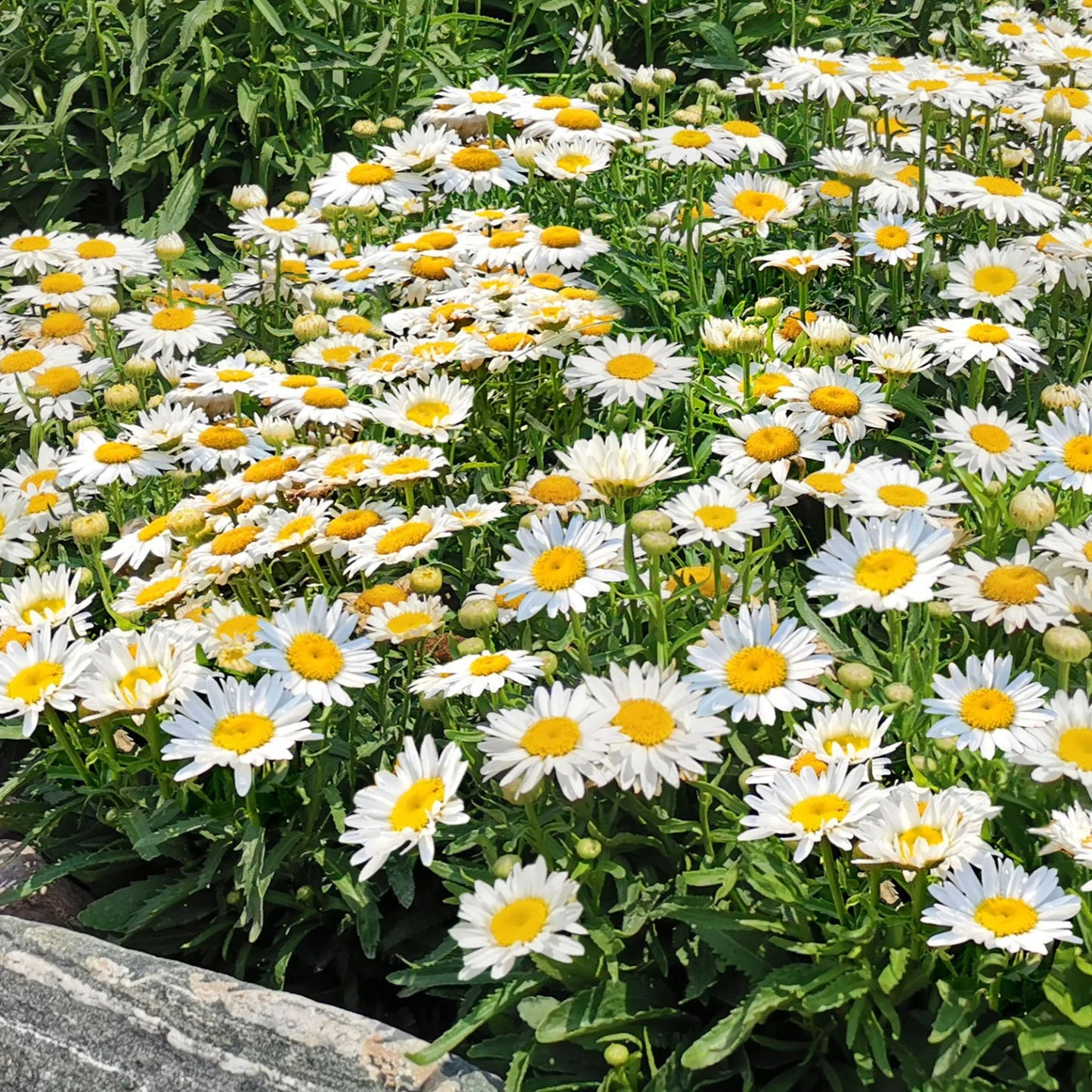Leucanthemum Madonna