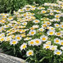 Leucanthemum Madonna