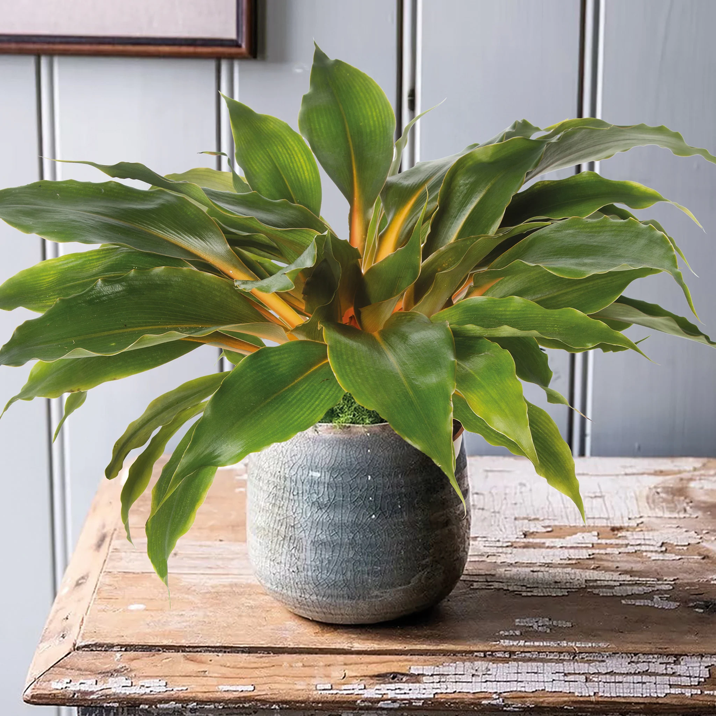 Unwins Seeds - Houseplant