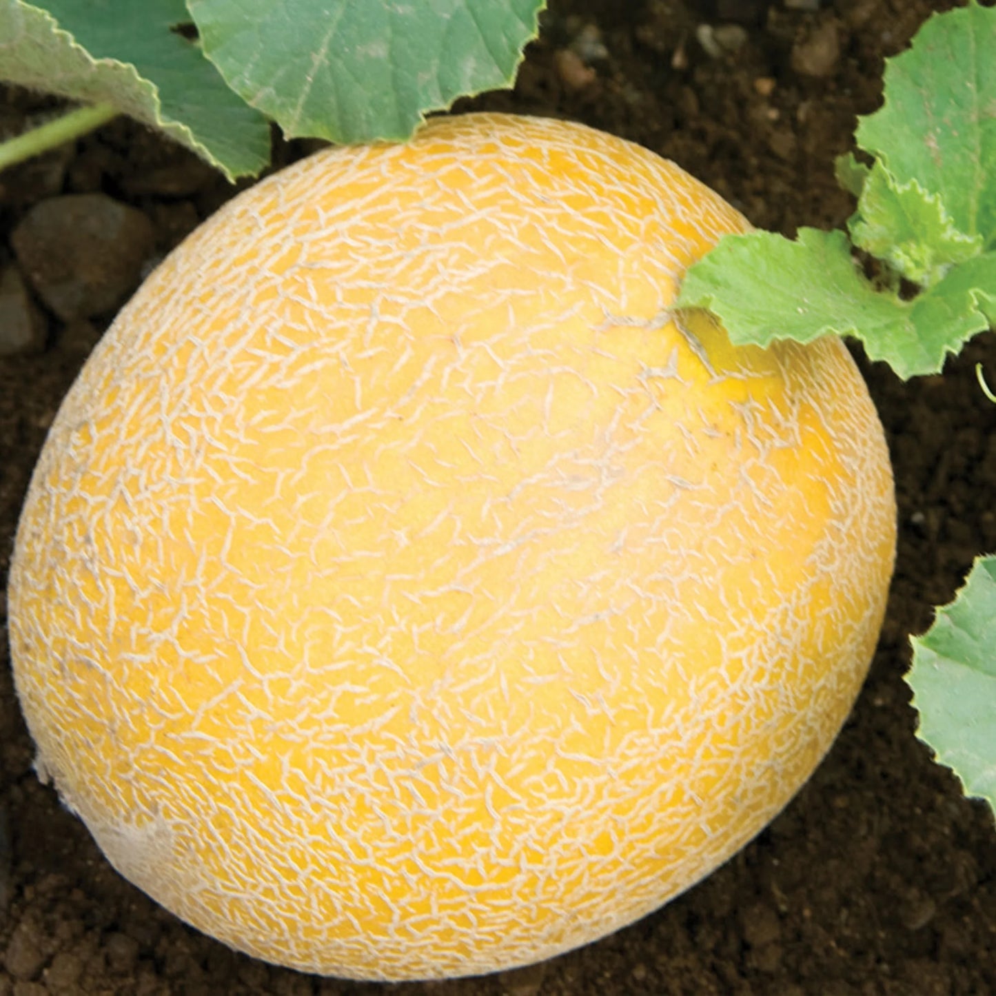 Unwins Sweet Summer Fruit Seed Bundle