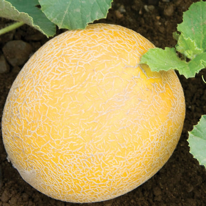 Unwins Sweet Summer Fruit Seed Bundle