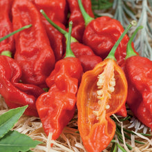 Pepper (Chilli) Bhut Jolokia