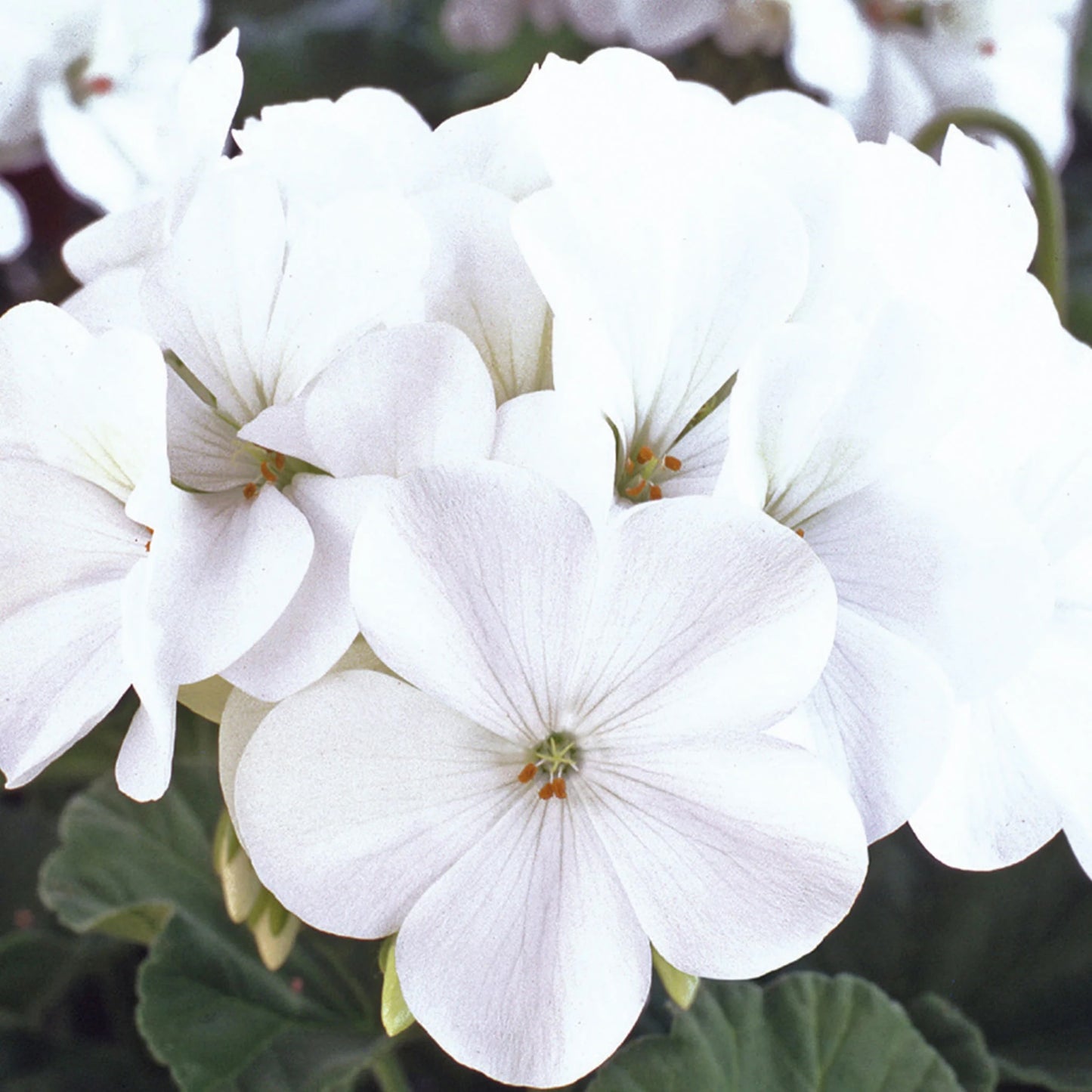 Geranium Horizon White