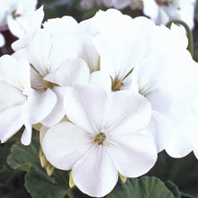 Geranium Horizon White