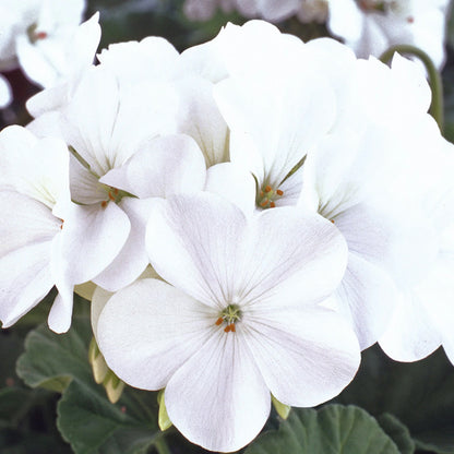 Geranium Horizon White