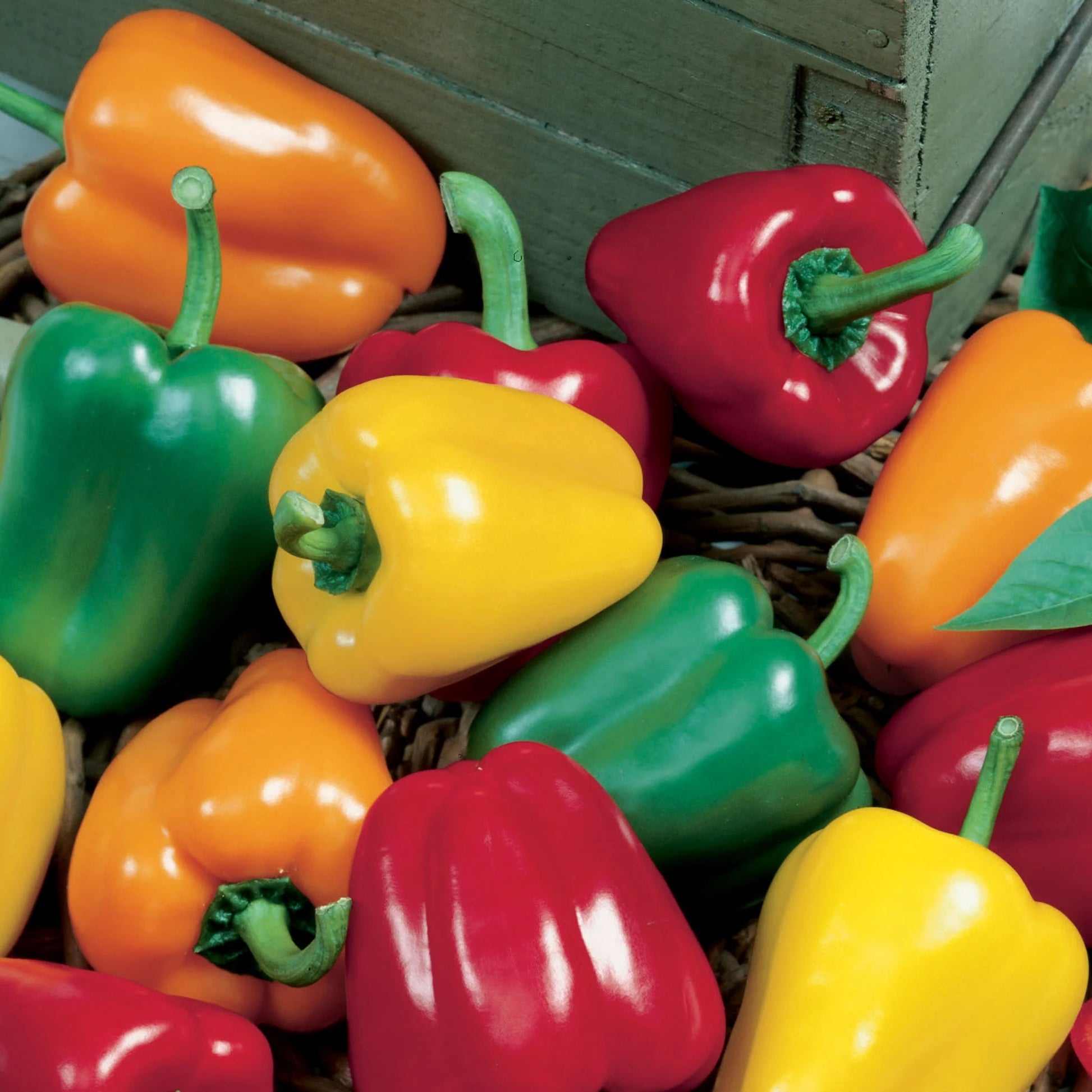 Pepper (Sweet) Salad Festival F1