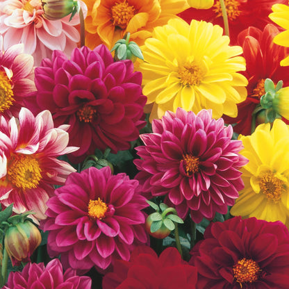 Unwins Sunset Tone Seed Bundle