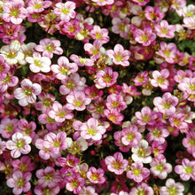 Alpine Saxifraga Floral Carpet