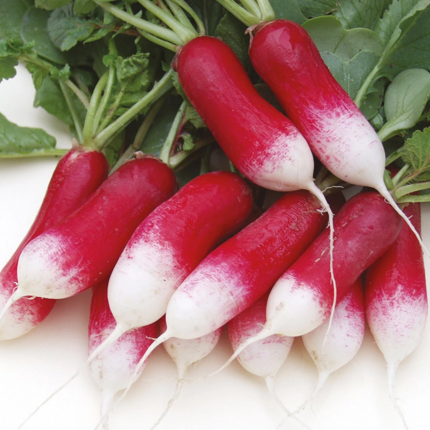 Radish French Patricia
