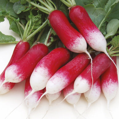 Radish French Patricia