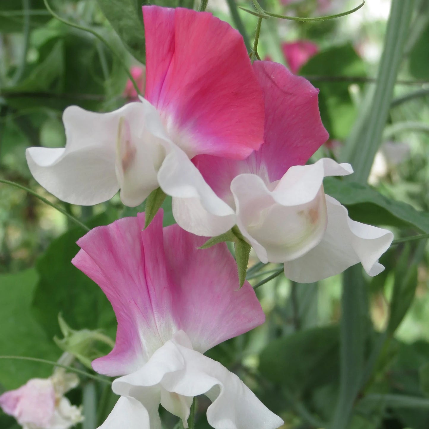 Sweet Pea Route 66