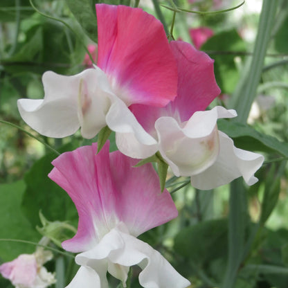 Sweet Pea Route 66