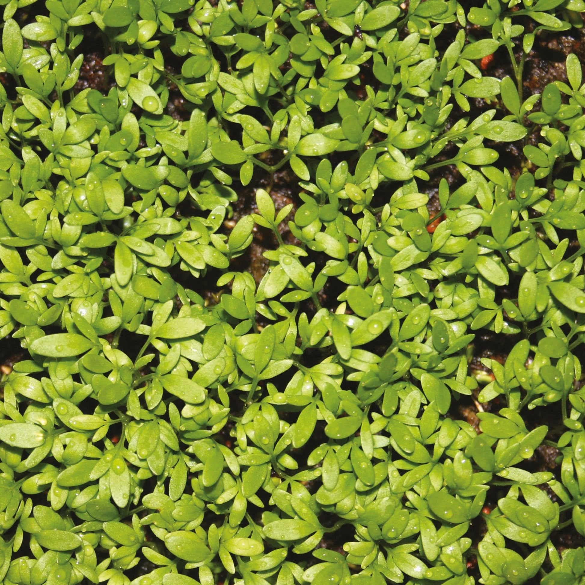 Little Growers Cress Curly Top