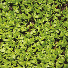Little Growers Cress Curly Top