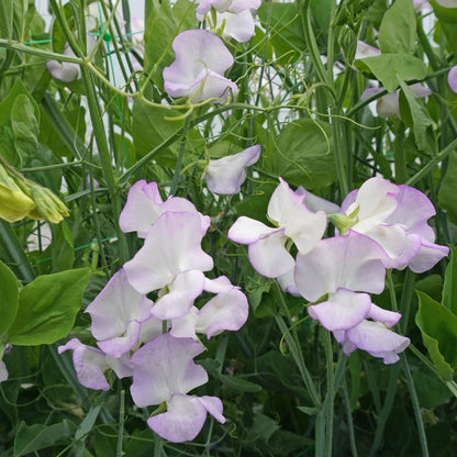Sweet Pea Albutt Blue