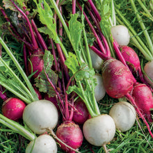 Turnip Temari Red & White Mix