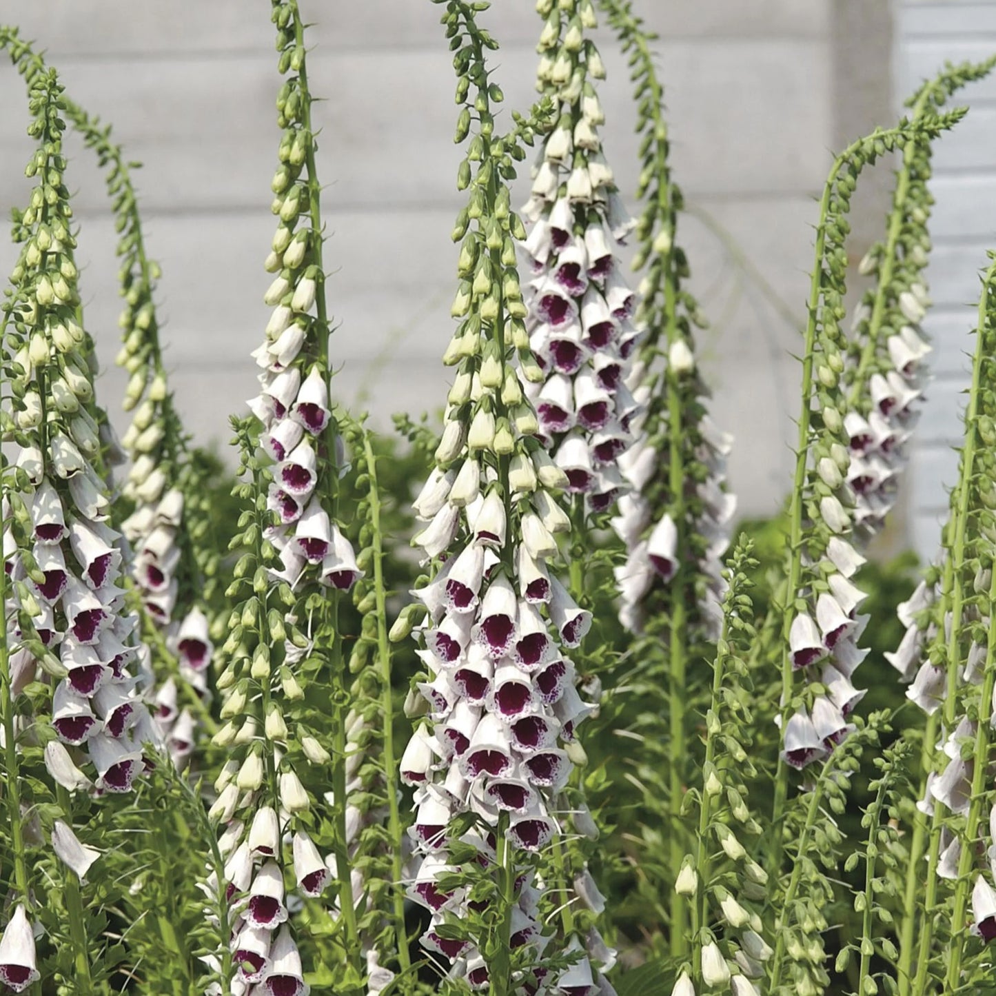 Foxglove Bubbly Pink F1