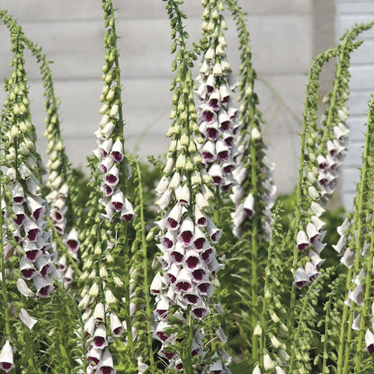 Foxglove Bubbly Pink F1