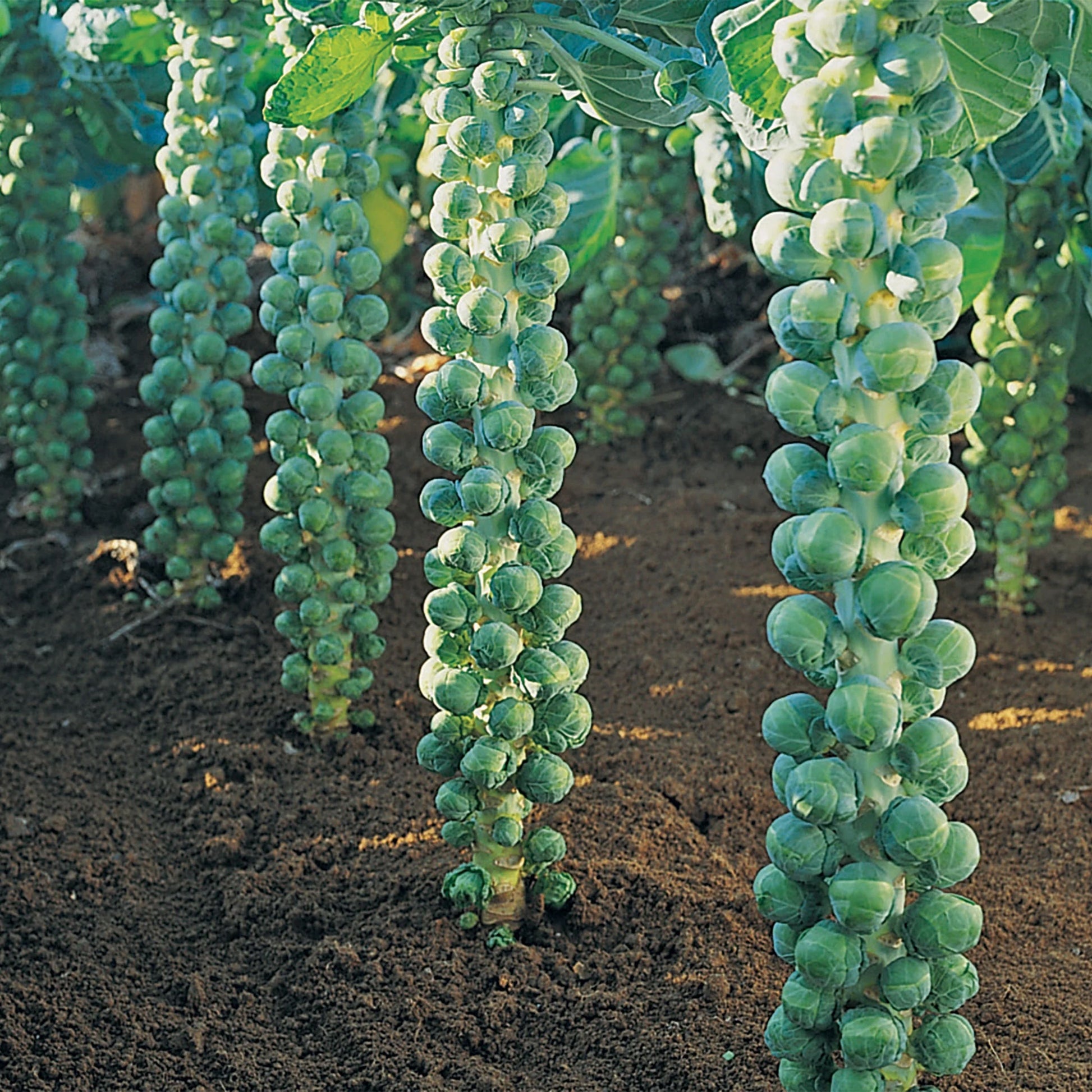 Unwins Seeds - Organic