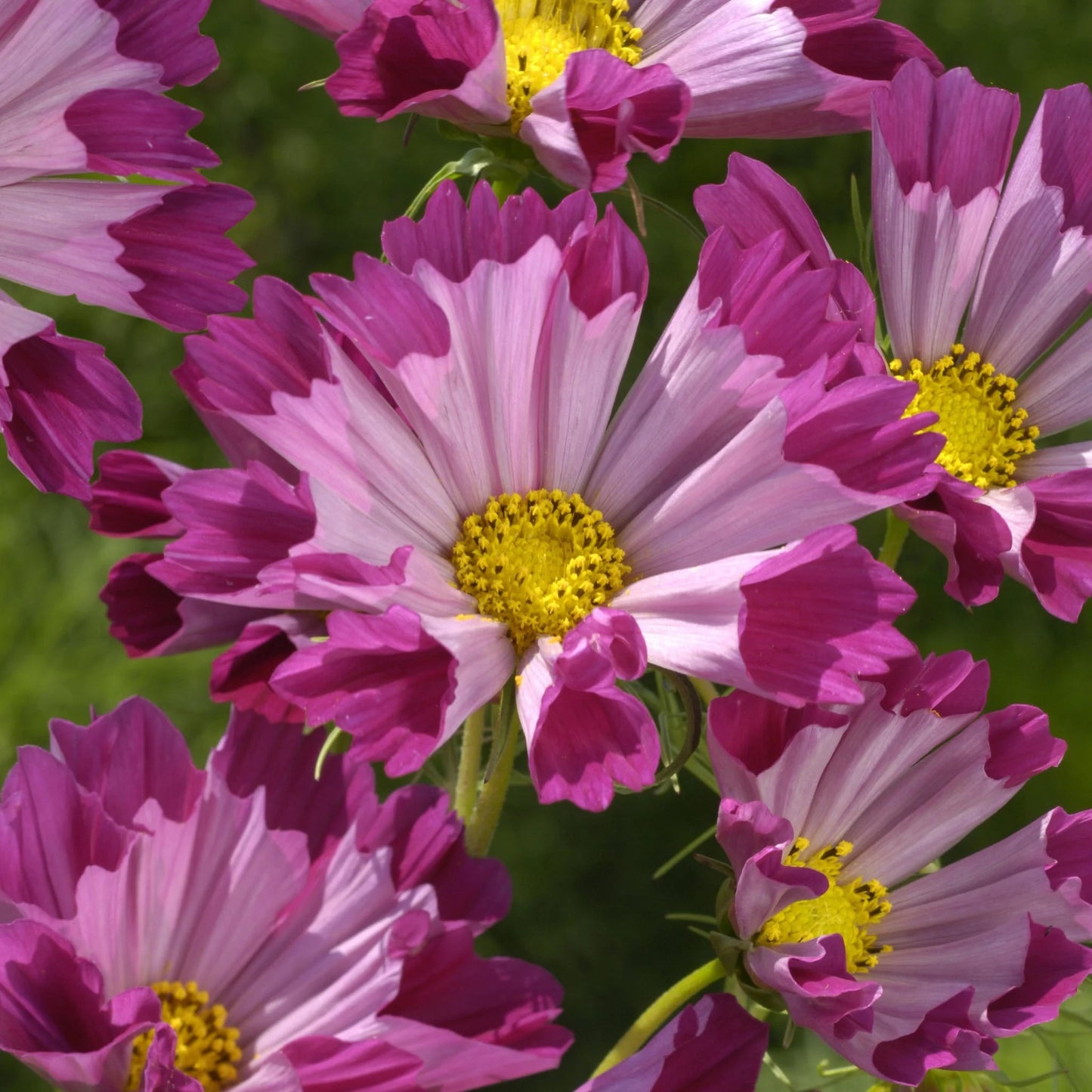 Unwins Cosmos Pink Seed Bundle