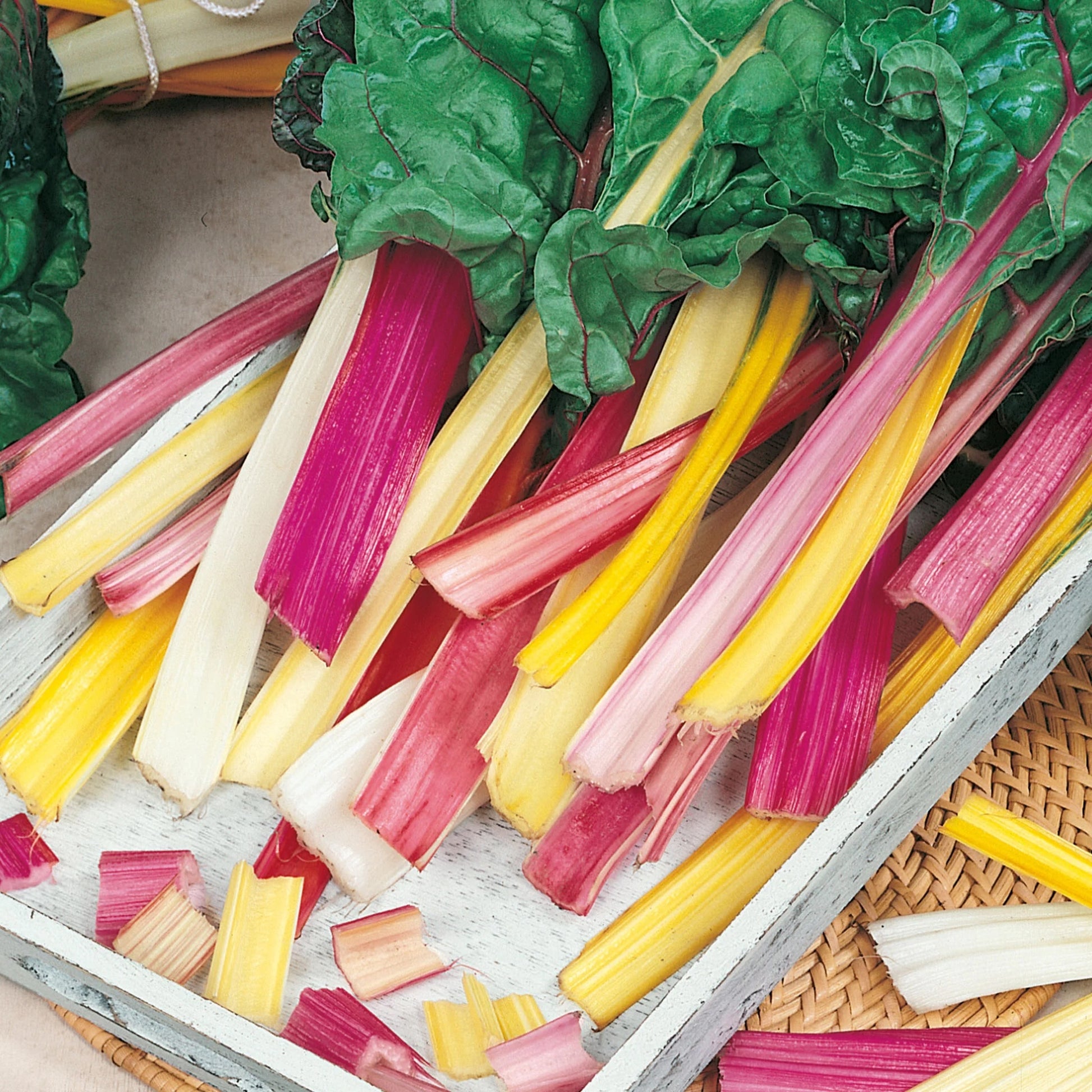 Swiss Chard Bright Lights