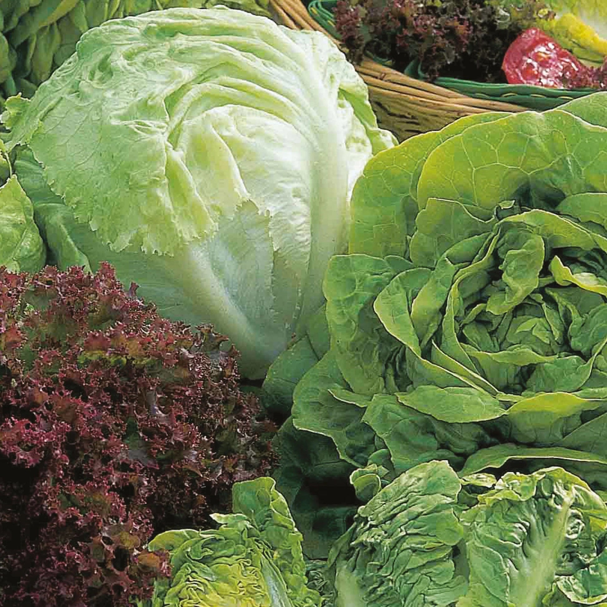 Lettuce Allsorts