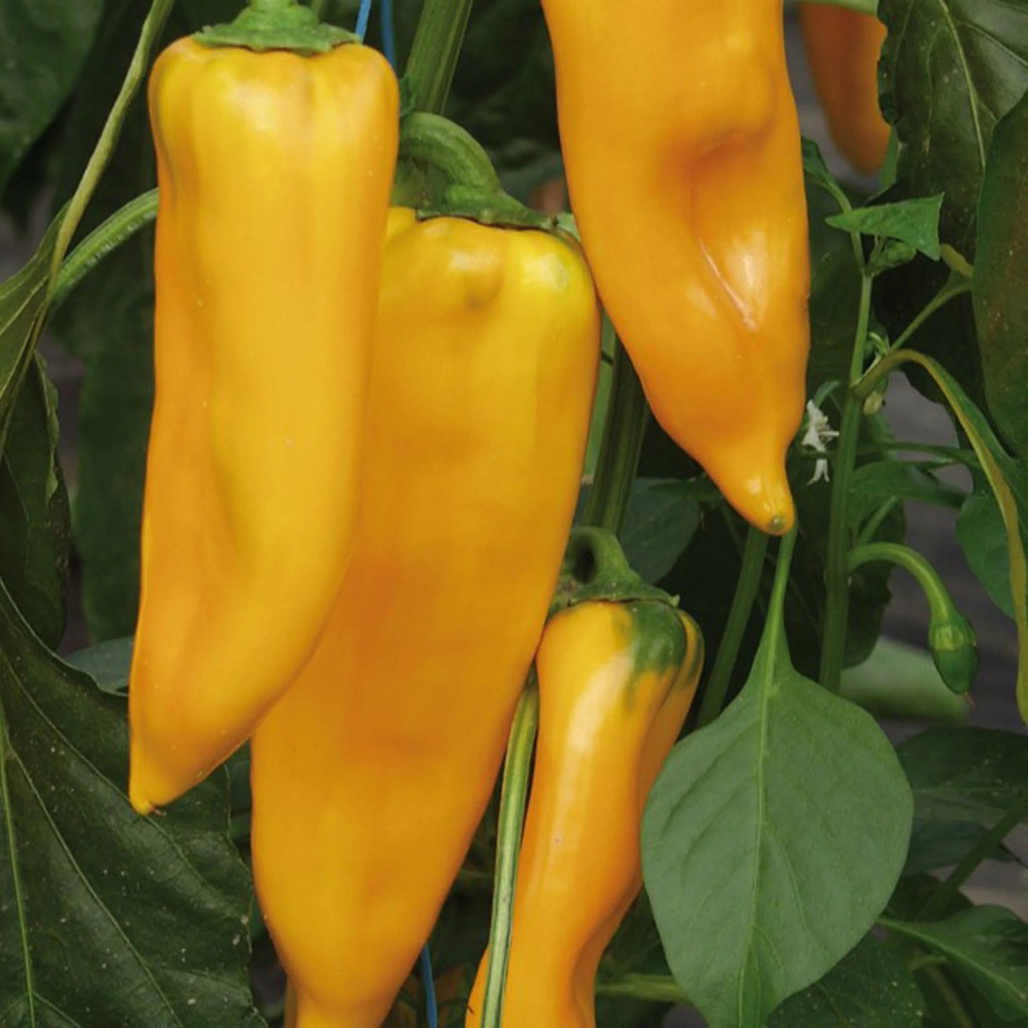 Pepper (Sweet) Palladio F1