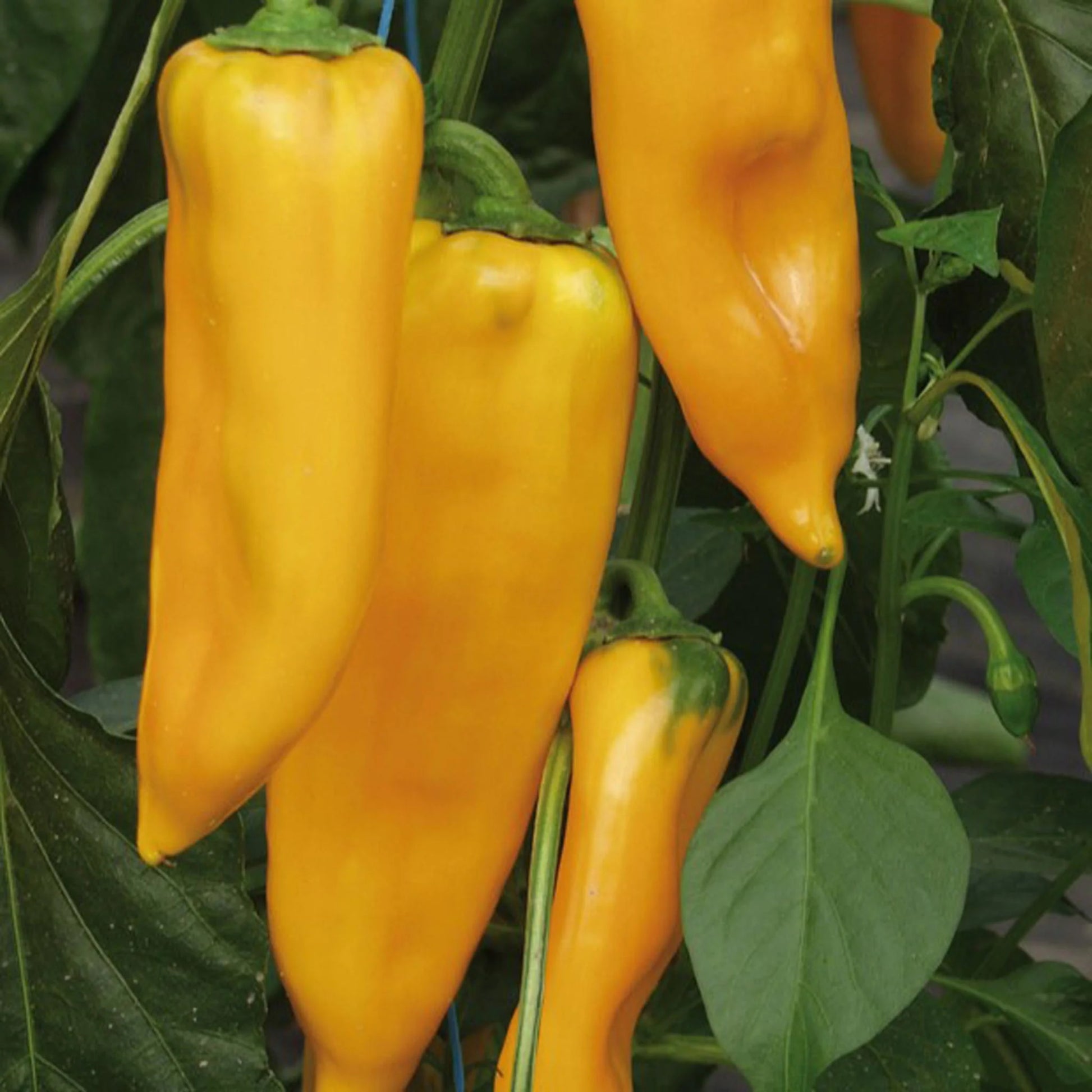 Pepper (Sweet) Palladio F1