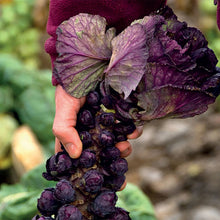 Brussels Sprout Red Bull