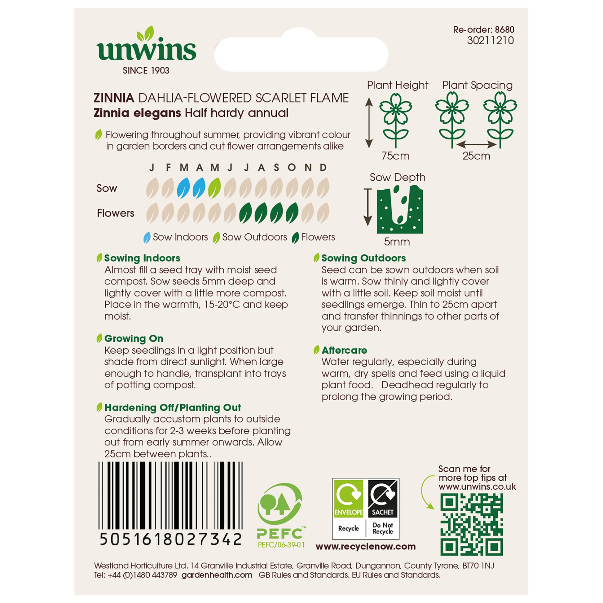 Zinnia Dahlia-flowered Scarlet Flame