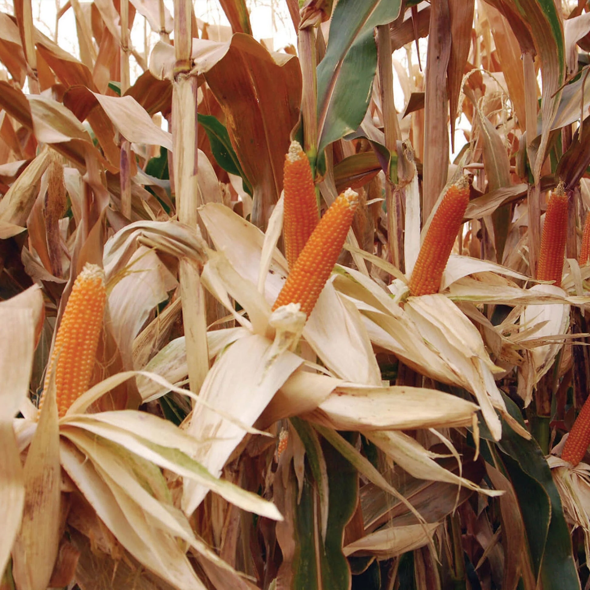 Sweetcorn Popcorn Robust