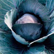 Cabbage (Round) Redsky F1