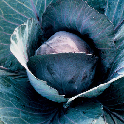 Cabbage (Round) Redsky F1
