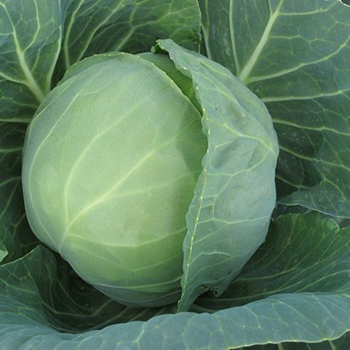Cabbage Prestar