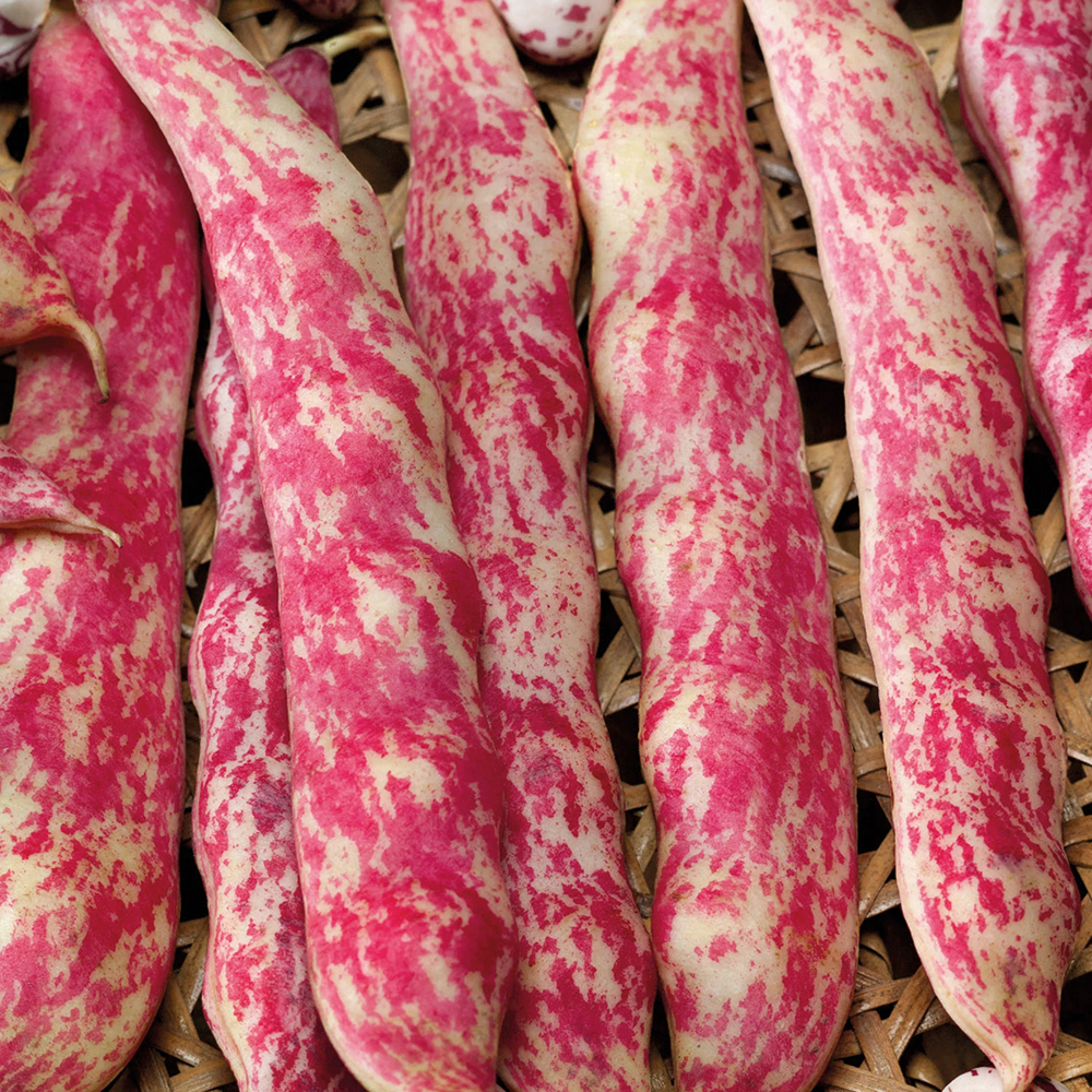French Bean (Climbing) Barlotta Lingua di Fuoco Nano