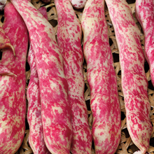 French Bean (Climbing) Barlotta Lingua di Fuoco Nano