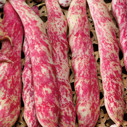 French Bean (Climbing) Barlotta Lingua di Fuoco Nano
