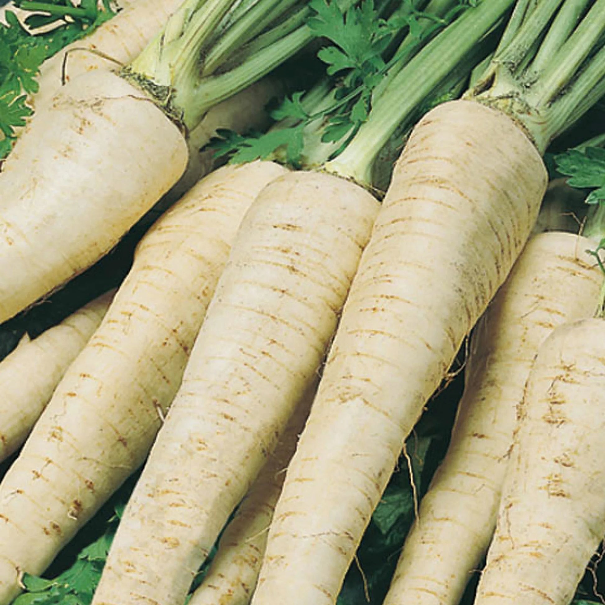 Hamburg Parsley Berliner