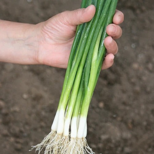 Onion (Spring) Marksman