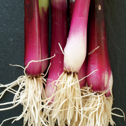 Onion (Spring) Apache